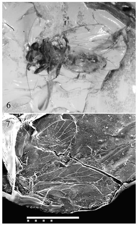D.AZAR & A. NEL margin 1.52 mm of wing base; radial cell closed, about three time longer than broad; a cross-vein joining Rs to R1; M threebranched, basally fused with Cu1, fork of M1 + 2 and M3 0.