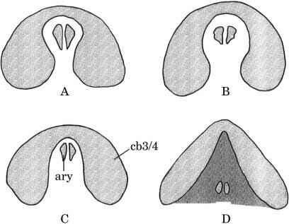 TYPHLONECTID PHYLOGENY 209 Figure 7. Semi-diagrammatic illustration of the fused third and fourth ceratobranchials (cb3/4) and arytenoids (ary) of typhlonectid caecilians.