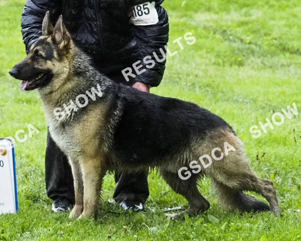 American Bred Dogs. GSDC of Northern Ohio Specialty, Saturday May 6 th 2017 AM Show 179 RWD Peter's Elite No Reservations V Signature. DN43909603. 08/01/2015. Breeder: Zoriana Peters & Leslie Beccia.