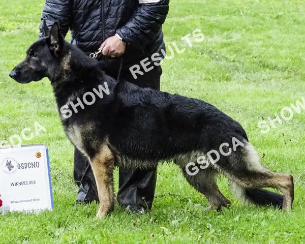 GSDC of Northern Ohio Specialty, Saturday May 6 th 2017 AM Show 187 WD Regal Thunder Solomon's Seal Of Taize, CAA, TC. DN36254803. 03/11/2013. Breeder: Marie Fedorow & Charlene Marchand. By: Ch.