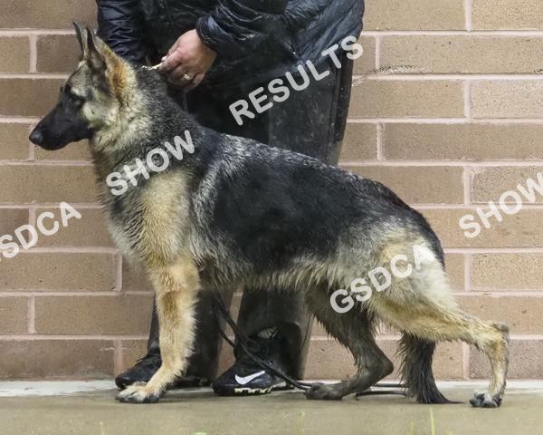12-18 Months Bitches. GSDC of Northern Ohio Specialty, Saturday May 6 th 2017 AM Show 174 WB/BOW Signature's Rosalita. DN46104102. 04/05/2016. Breeder: Joe & Leslie Beccia. By: Ch.