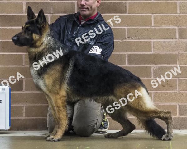 GSDC of Northern Ohio Specialty, Saturday May 6 th 2017 AM Show BEST OF BREED 189 SEL Ch. Coastline Fire Starter Of Cherpa. DN42289602. 11/13/2014. Breeder: Jacque & Tom Philippbar.