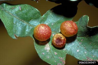 Do You Know What Galls Me?: Cynipid Wasps! Have you seen those round, ball-like growths on oak leaves? Or the fuzzy moss-like unusual structures on rose stems?