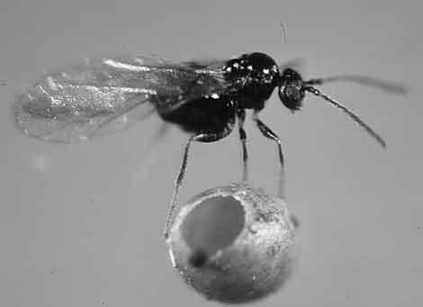 The adult wasp lays its eggs in the tissue of the host plant and, when the larva hatches, it begins feeding on the plant, all the while giving off a substance that makes the tissue grow in an