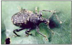 Rhodie Woes: Root Weevils When we think of insect pests of rhododendrons, probably the first one to come to mind is the root weevil.