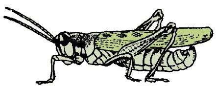 Antennae tread-like. ne pair f tail-like cerci n mst adults. Orthptera (grasshppers, crickets, katydids) [details page 313-15] 15c.