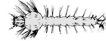Generally dark clred with bright markings and spines.