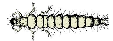 Diptera (msquit larva) [details page 313-5]