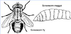 Screwworms and Bot flies Photos: Damage by Screwworms Myiasis Many