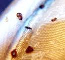 tissue in part of leg Healing well after maggot therapy Problems
