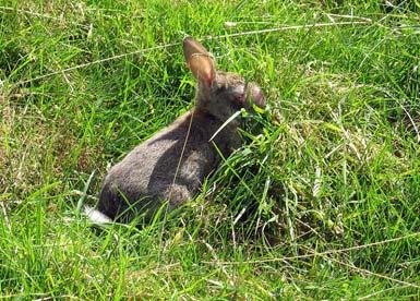 Mechanical transfer: Myxomatosis spread by mosquitoes when rabbit population densities are high Types