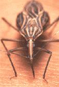 infections and is the most lethal Malaria