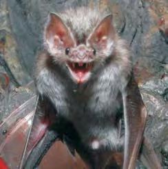 But most bats are timid, reclusive animals that are not interested in us and would just as soon be left alone.