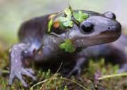 Amphibians There are more than 5,500 species of amphibians on earth.