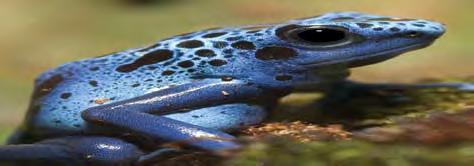 a blue poison dart frog and a Western lesser siren.
