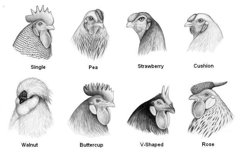 Classifications for Breeds of Chickens Standard Classes Based on Place of Origin American Asiatic English Mediterranean Continental All Other Standard Breeds Bantam Classes Based on Physical