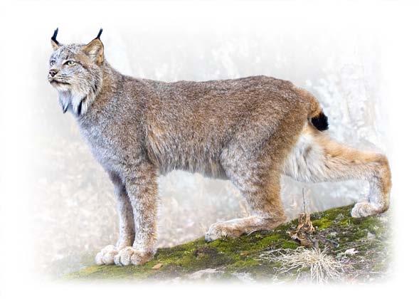 lynx or bobcat? Similar in size and appearance, the Canada lynx can be difficult to distinguish from the more familiar bobcat.
