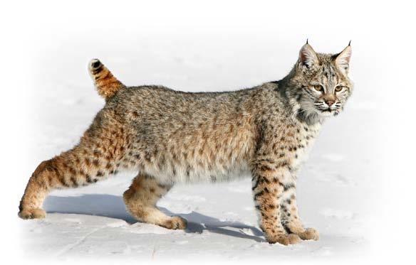 Large, thickly furred paws of the lynx contrast with the normal size of the bobcat s. 2. The tail on the lynx is wholly tipped with black; the bobcat s tail is black above and white or pale below. 3.