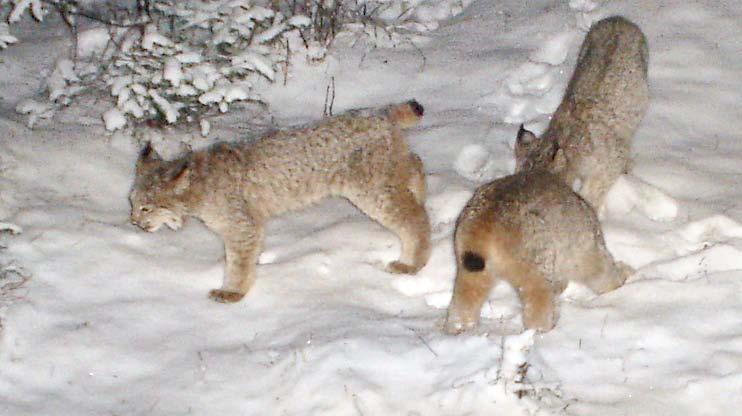 in 2000; in New Hampshire, the lynx has been listed as endangered since 1980.
