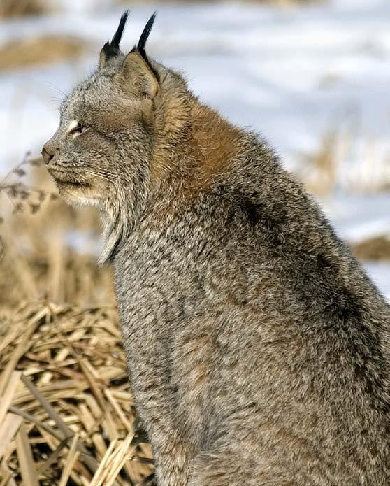 Fish and Game had received a small amount of funding from the US Fish and Wildlife Service to begin limited lynx surveys in the North Country.