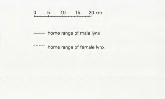 93-4 Jan 94 10 Feb 93-4 Jan 94 27 Feb 93-20 Apr 94 27 Feb 93-30 Apr 94 6 Mar 93-5 Apr 94 16 Feb 94-1 Sep 94 0 5 10 15 20 km home range of male lynx