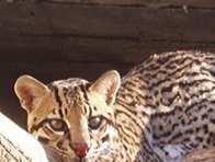 34 Common Name Scientific Name Ocelot Leopardus pardalis Program Recommendation Program Leader SSP Ken Kaemmerer Dallas Zoo