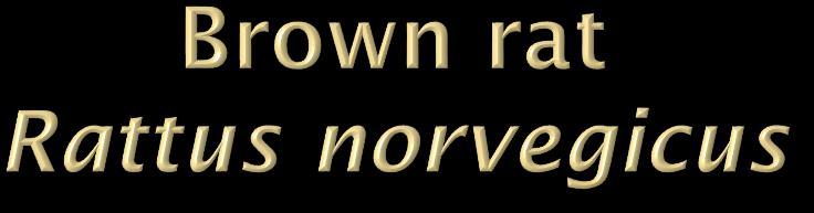 Also known as Norway