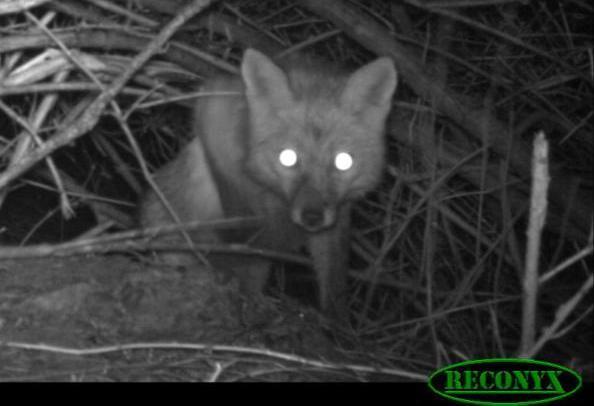 Grey Fox: Ears close together and rounded, snout short.