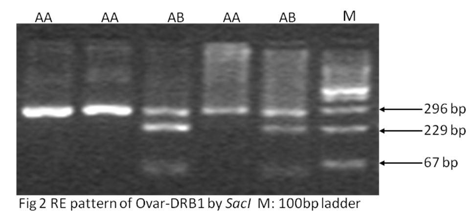 , Thirty cycles of PCR was performed using initial denaturation at 95 0 C for five minutes, denaturation at 94 0 C for 30 sec, annealing at 50 0 C for 30 sec, extension at 72 0 C for 1 min and final