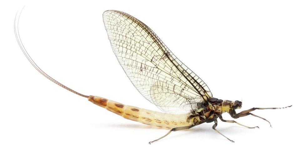 Diptera (Flies) Dipterans, as the Greek roots of their name implies (di = two, ptera = wing), have only two wings.