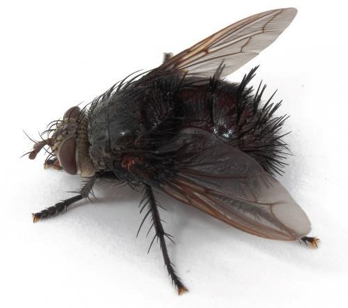 There are many flies that mimic bees and wasps in appearance and are commonly mistaken for them! Flies generally have large compound eyes, short antennae, and compact bodies.