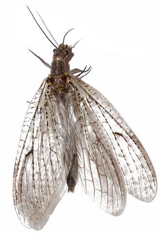 Megaloptera (Alderflies, Dobsonflies, and Fishflies) This group is usually medium or large in size with long slender bodies, and clearly visible antennae.