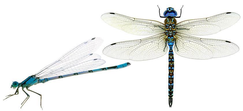 Odonata (Dragonflies and Damselflies) Medium to large sized insects, they have long needle-like bodies and four large wings, with front and hind wings the same size.