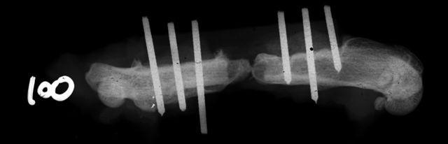Figure 2. Example of bone nearly connecting the ends of the defect contaminated with A.