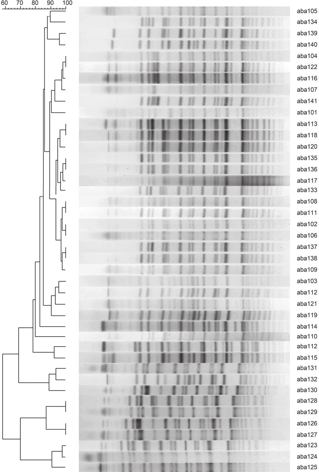 3 Characteristics and drug resistance of MDR Acinetobacter baumannii 277 Fig. 1. The PFGE profiles contained 12 strains, including 20 type C strains (47.6%) and 4 type D strains (9.5%).