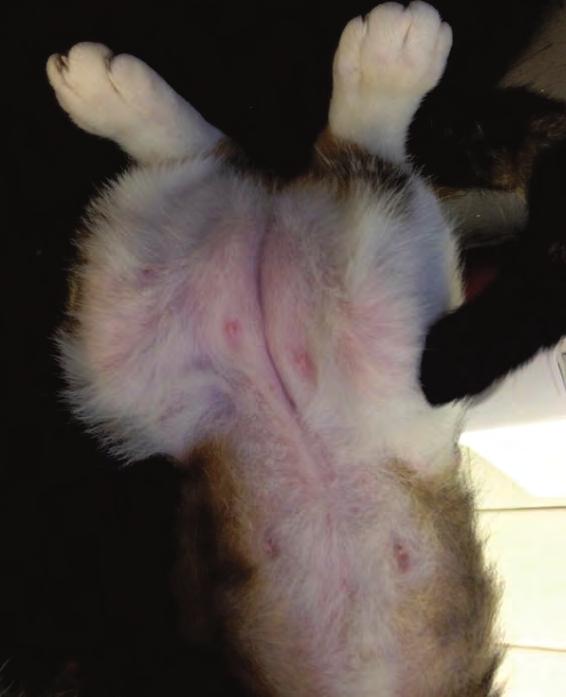 Figure 2: Alopecia and miliary dermatitis over the dorsum Figure 3: Alopecia ventrally and affecting the medial thigh area Key point Owners may not see their cat over-grooming, but the presence of