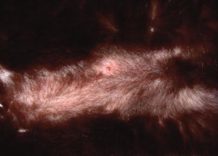 State of the art Signs of pruritis The initial sign of pruritus can be overgrooming (Figure 1) which can go unnoticed as cats often do this in secret.