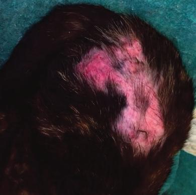 Although often attributed to stress, this behaviour is more often due to pruritus. Note the sparse, finer hair coat (hypotrichosis) rather than complete alopecia.