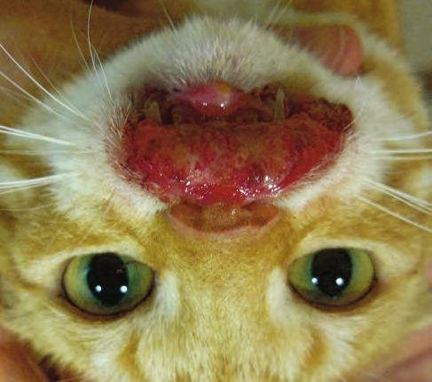 State of the art Figure 5: Eosinophilic ulcer over the upper lip, sometimes described as a rodent ulcer. Although these lesions look very severe, sometimes they do not seem to cause discomfort.