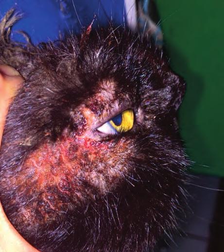 cutaneous adverse food reaction (food allergy): this manifests as a non-seasonal pruritus, typically in younger cats (Figure 8).