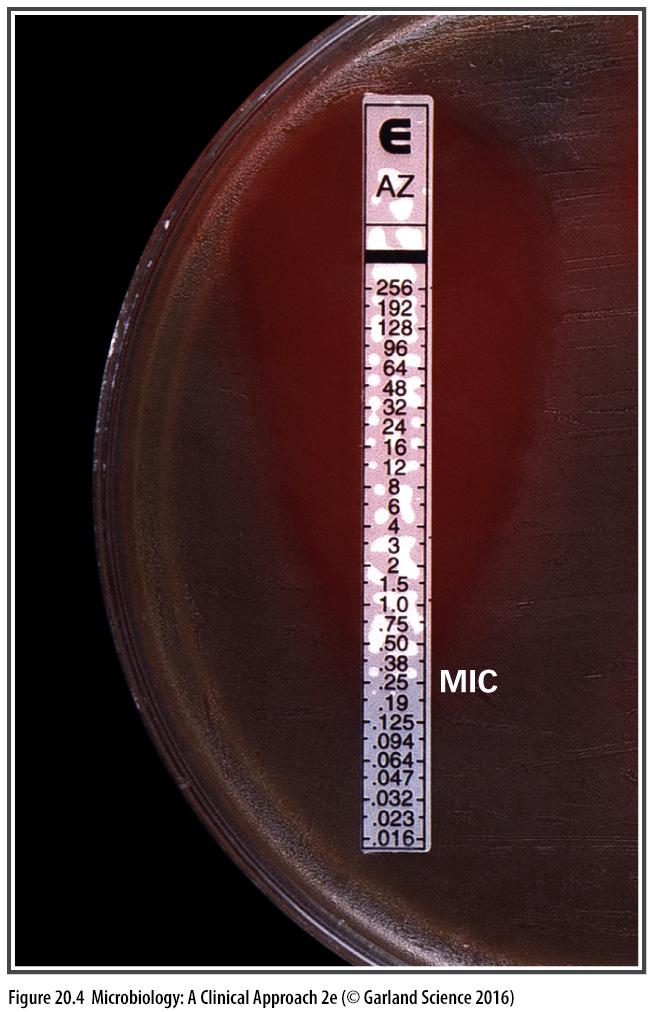 SUSCEPTIBILITY TESTING E test: Gradients of antibiotic on each strip Determines minimal inhibitory concentration (MIC) Lowest concentration that prevents growth SUSCEPTIBILITY TESTING SUSCEPTIBILITY