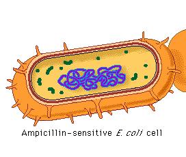 TRANSFORMATION THE PROCESS BY WHICH BACTERIA CELLS PICK UP AND INCORPORATE DNA FROM DEAD