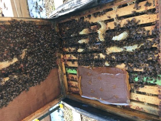 Beekeeping in March by John A. Gaut We had several nice snowfalls in March, the second was over 24 inches of snow in Mahwah and the latest was only about 3 inches.