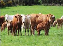 On-Farm Study To develop a robust fixed timed artificial insemination (FTAI)