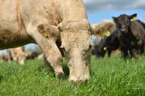 Inefficiency Massive cost of non-productive breeding females Prolonged calving season Uneven calf crop Low