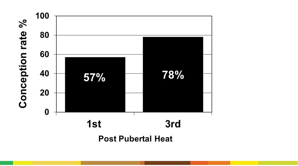 Conception rates at 1 st & 3 rd heat post puberty in beef heifers (Byerley et al 1987)