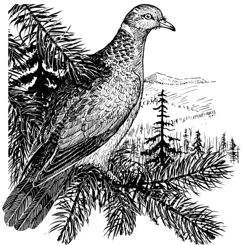 A second species of forest pigeon continues to occur throughout many of the Caribbean Islands and into the southern tip of Florida.