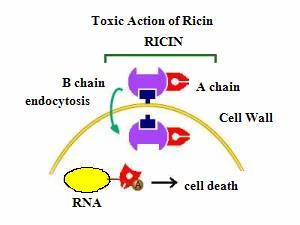 Ricin Is a toxin extracted from a castor bean from the plant, Ricinus communis Ricin does not partition into castor oil because it is watersoluble Ricin toxin contains two parts,