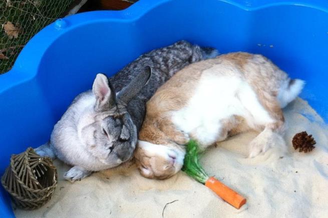 The kindest, most sensitive and successful way of introducing two rabbits to one another is through a process of very gradual, closely supervised, meetings.