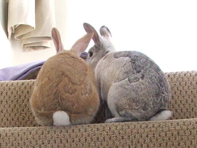 lift off a rabbit you will often find they have a tight grip on their partner's fur with their teeth, don't worry, they will let go. 11.